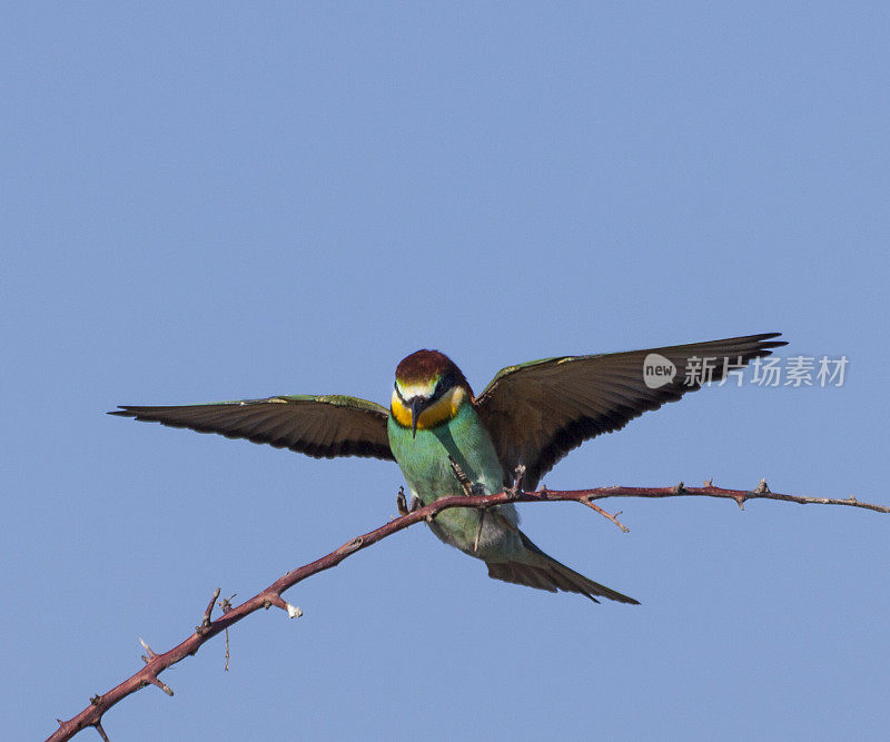 European Bee-eater, Merops apiaster, landing on twig; Etosha N.P., Namibia